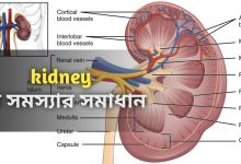 Kidney