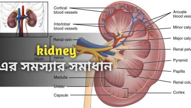 Kidney