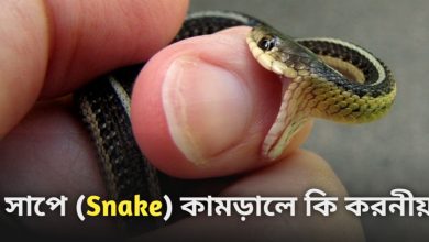 Snake