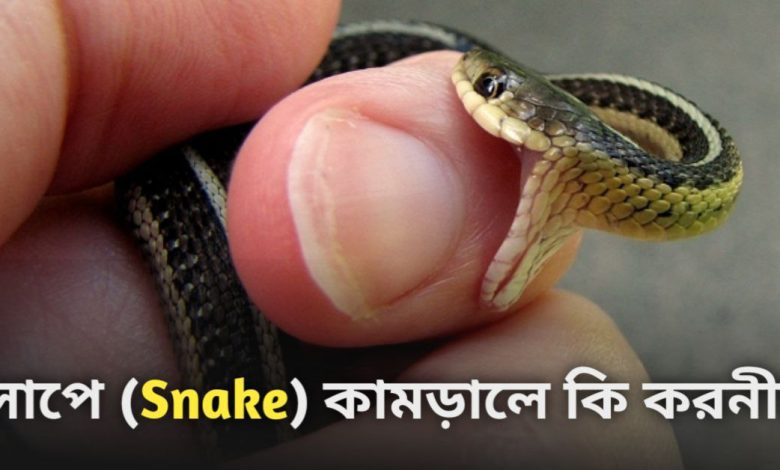 Snake